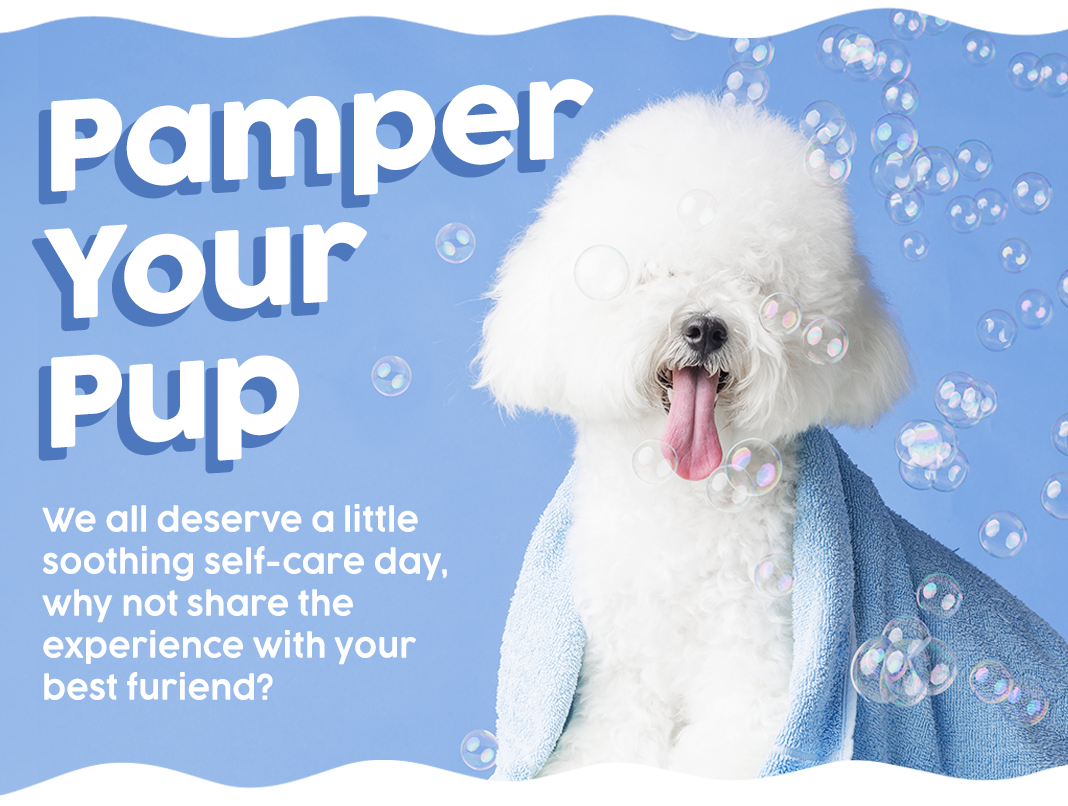 5 Pawesome Ideas for Treating Your Pooch to a Relaxing Spa Day