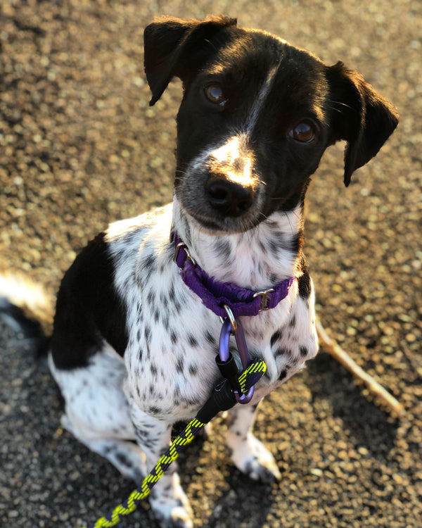How To Keep Your Dog Entertained Indoors Pack Leashes