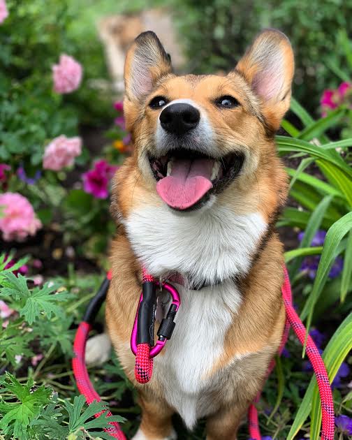 Proper Child and Dog Etiquette