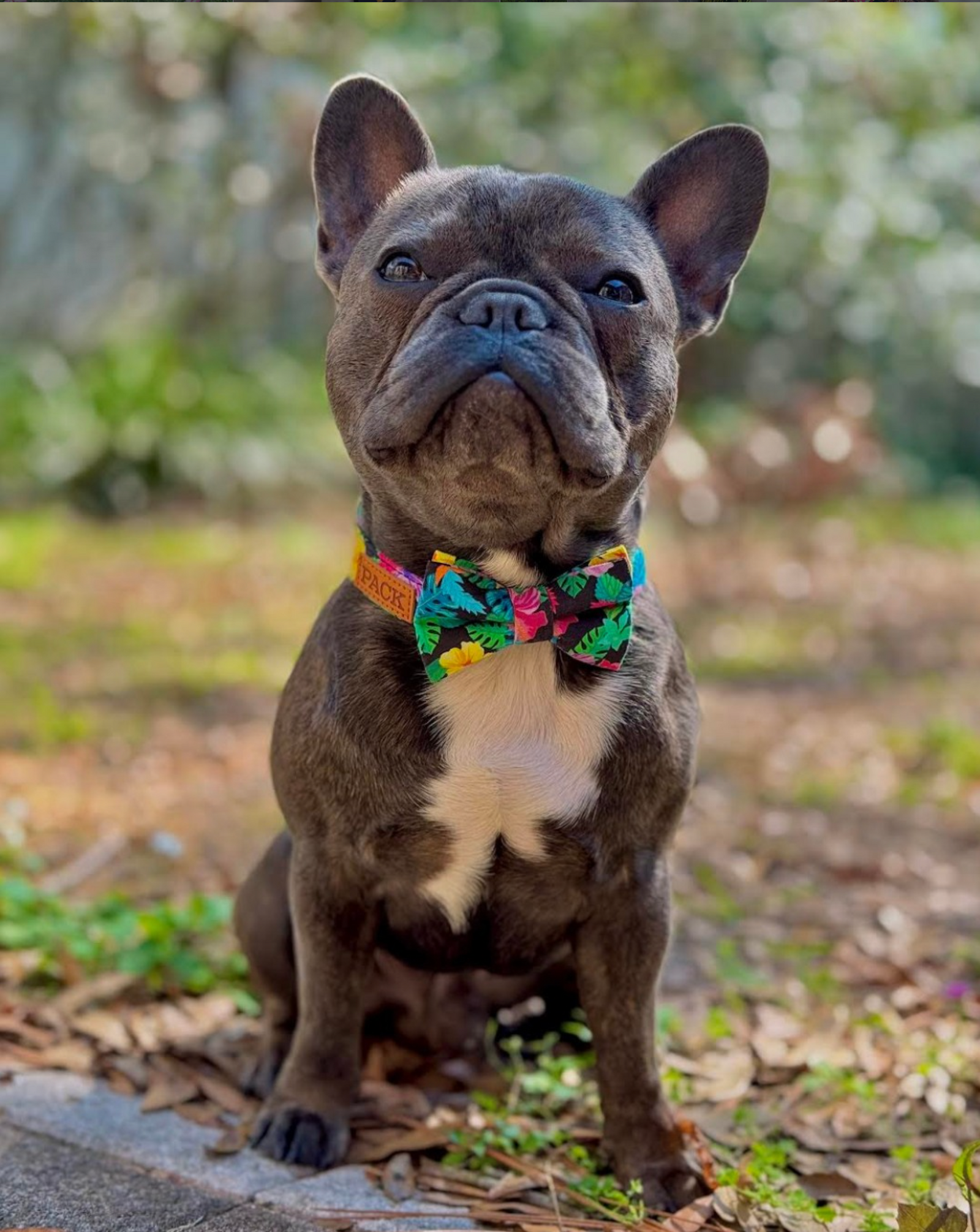 The Ultimate Summer Adventure Guide for Dog Owners (2026)☀️🌿