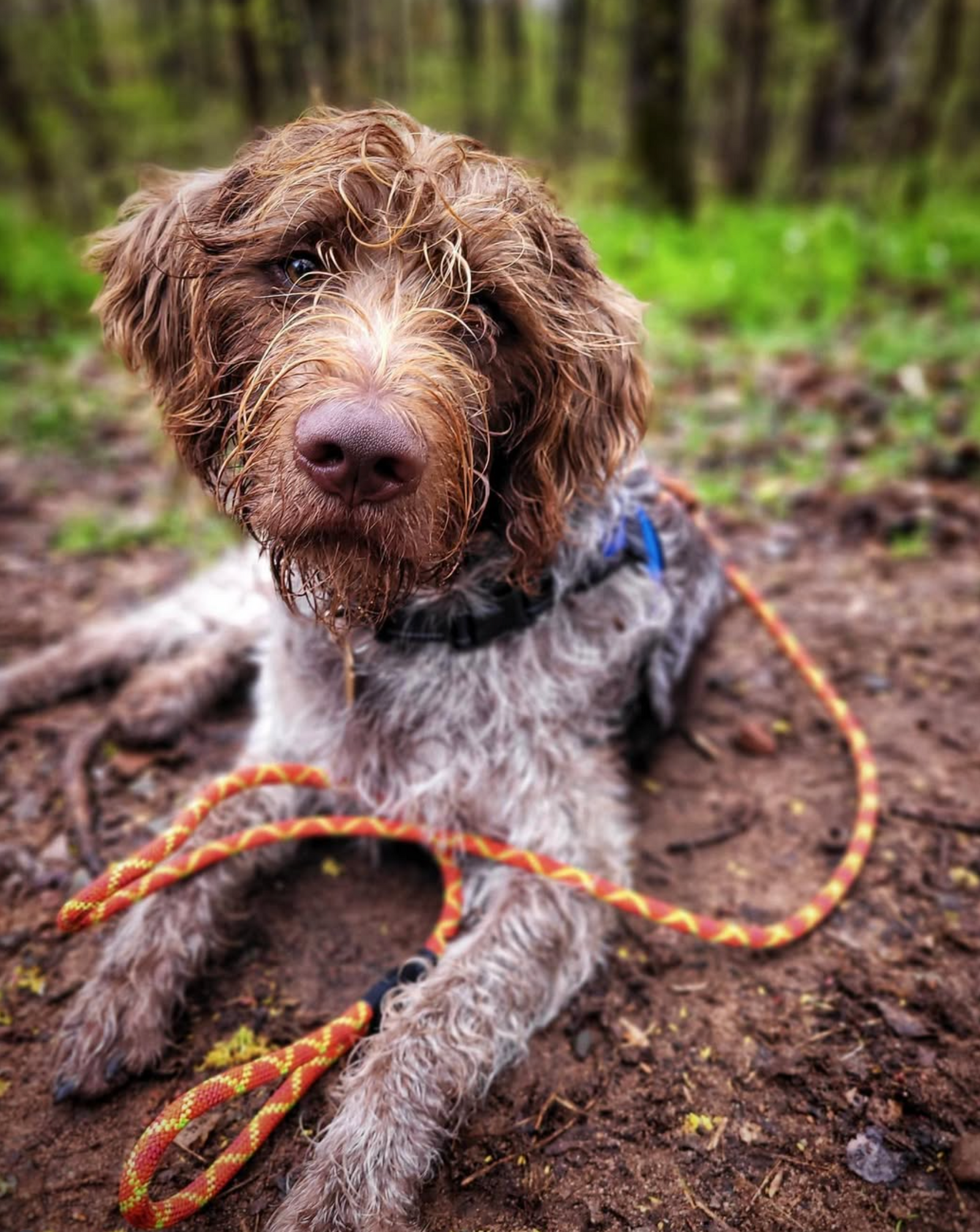 Brown dog wearing an orange Pack Leashes rope leash on a forest trail.
