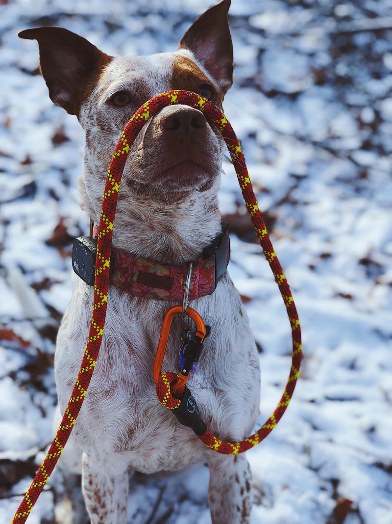 Pack Marteau IMPERDABLE - Porte marteau SHERPA + leash + marteau