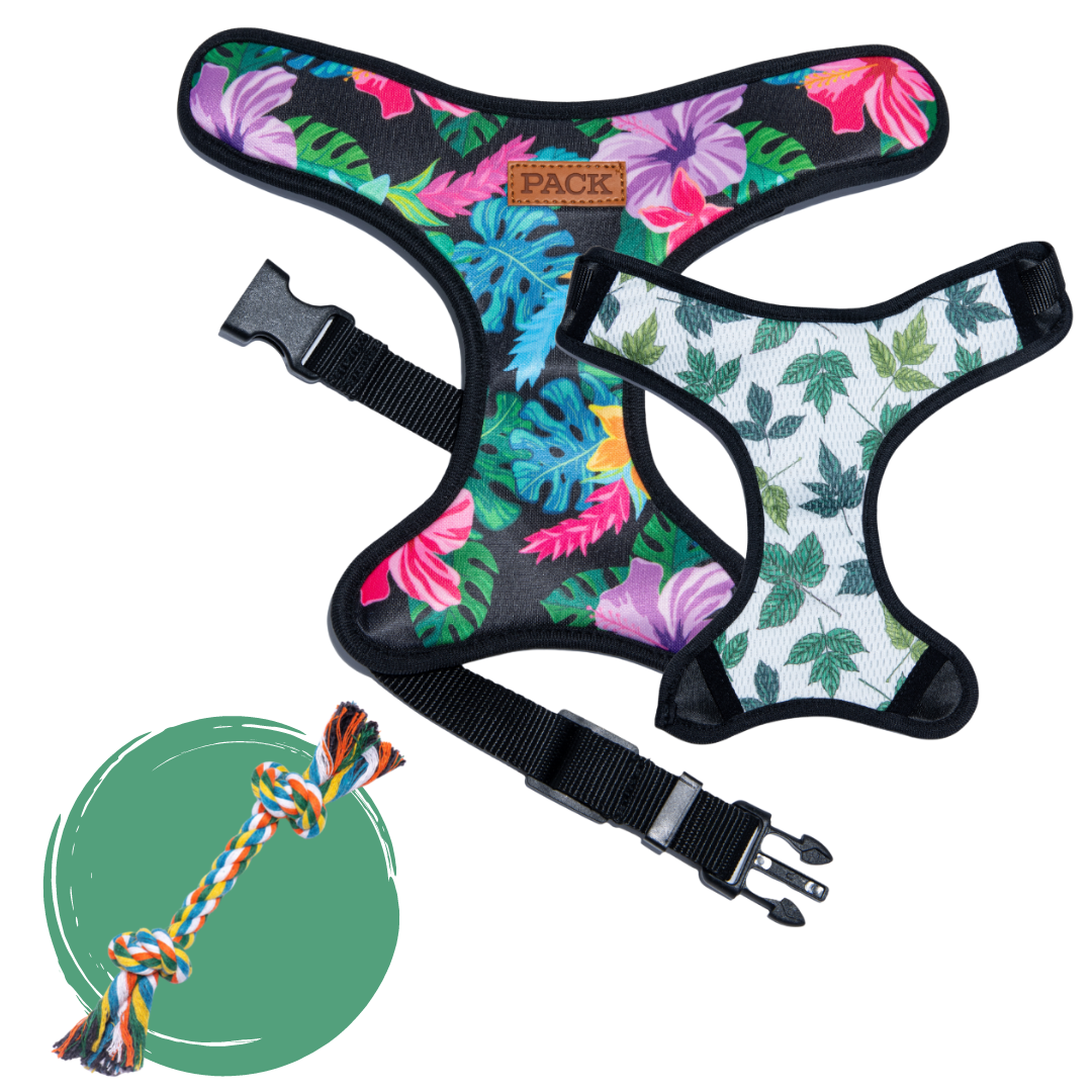 Rainforest // Flora + Free Toy - Free Product