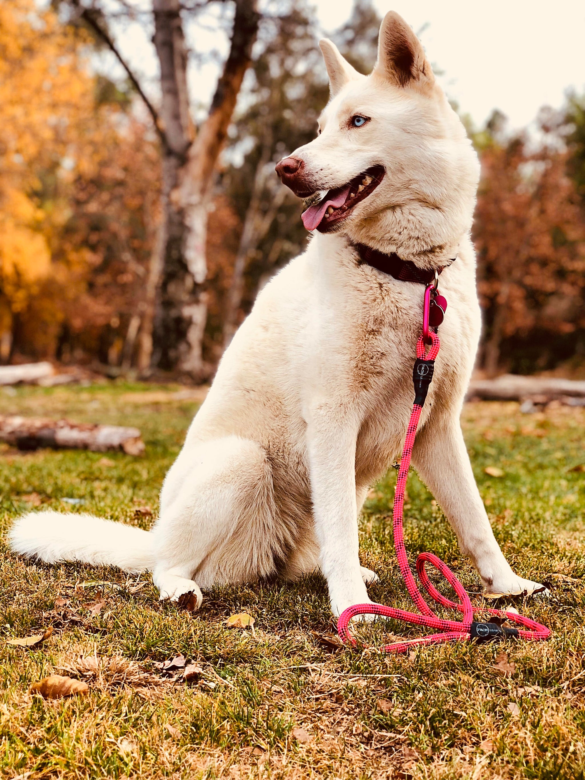 Power Pink Rope Leash - Comfort Grip - Pack Leashes